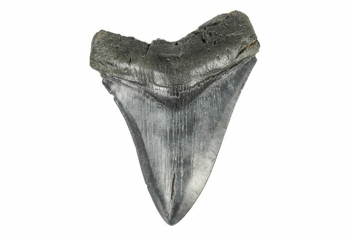 Fossil Megalodon Tooth - South Carolina #196831